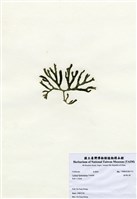 藏品(臺灣松藻)的圖片